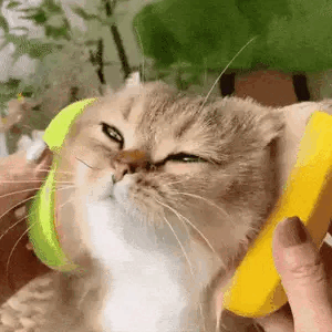 CEPILLO DE VAPOR 3 EN 1 PARA MASCOTAS: 👛OFERTAS EXCLUSIVAS + ENVÍO GRA – Global ShoPerú